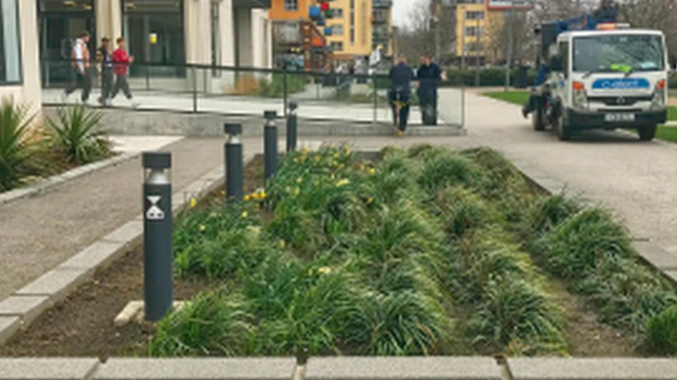 Rain garden