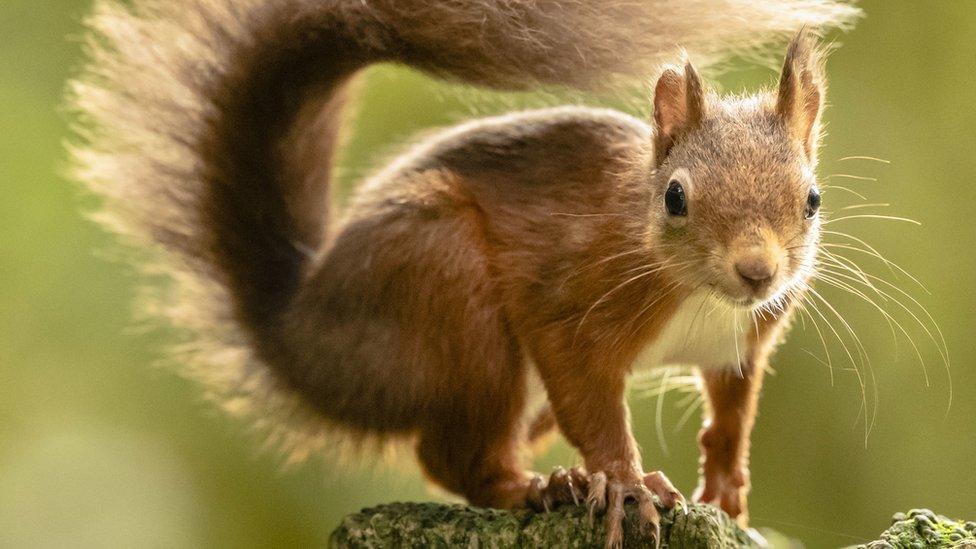 a red squirrel foraging for food ahead of winter in the Widdale Red Squirrel Reserve in North Yorkshire