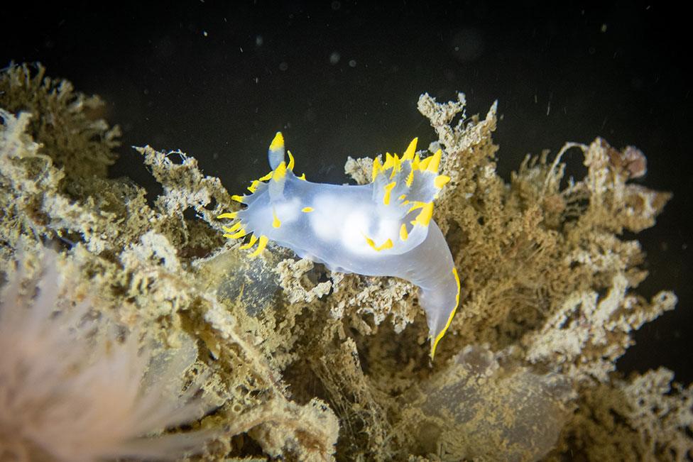 A photo of a yellow edged polycera in waters around Scotland