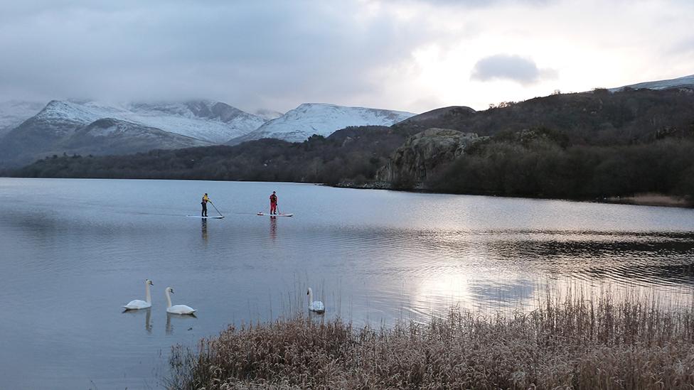 Elyrch a phadlfyrddwyr ar Lyn Padarn