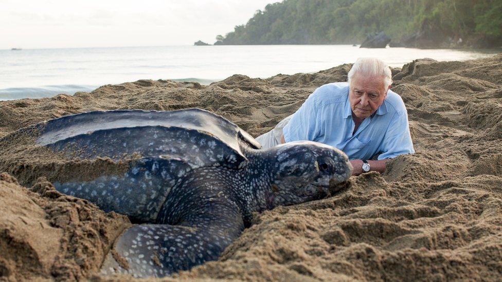 Sir David Attenborough and a Leatherback turtle