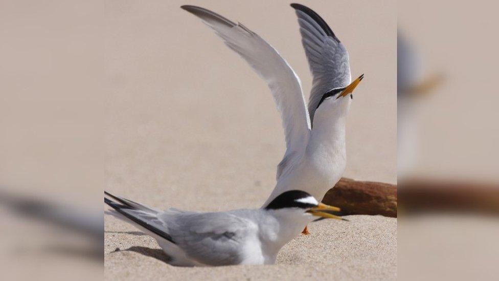 Arctic Tern on sand