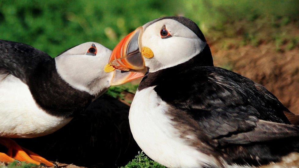 Puffins