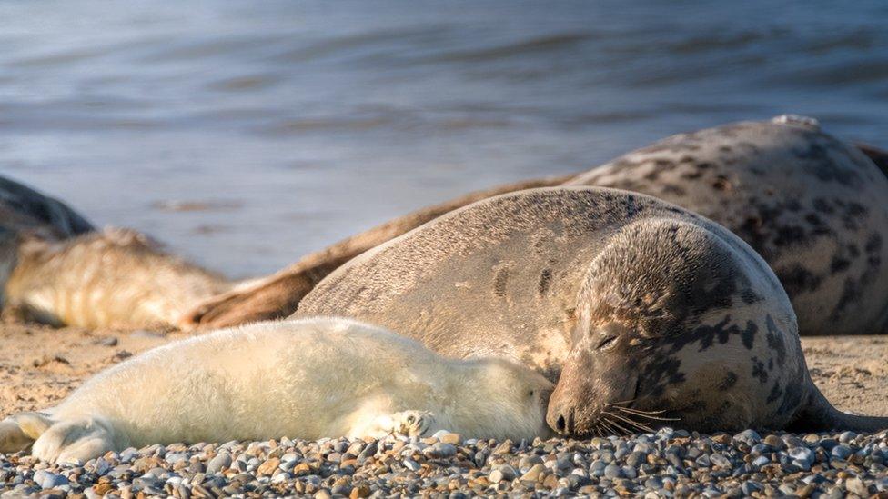 seal-and-pup.