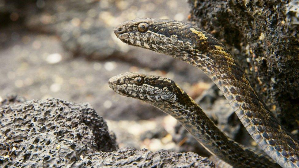 Racer snakes on Planet Earth II