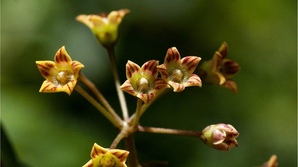 Marsdenia chirindensis