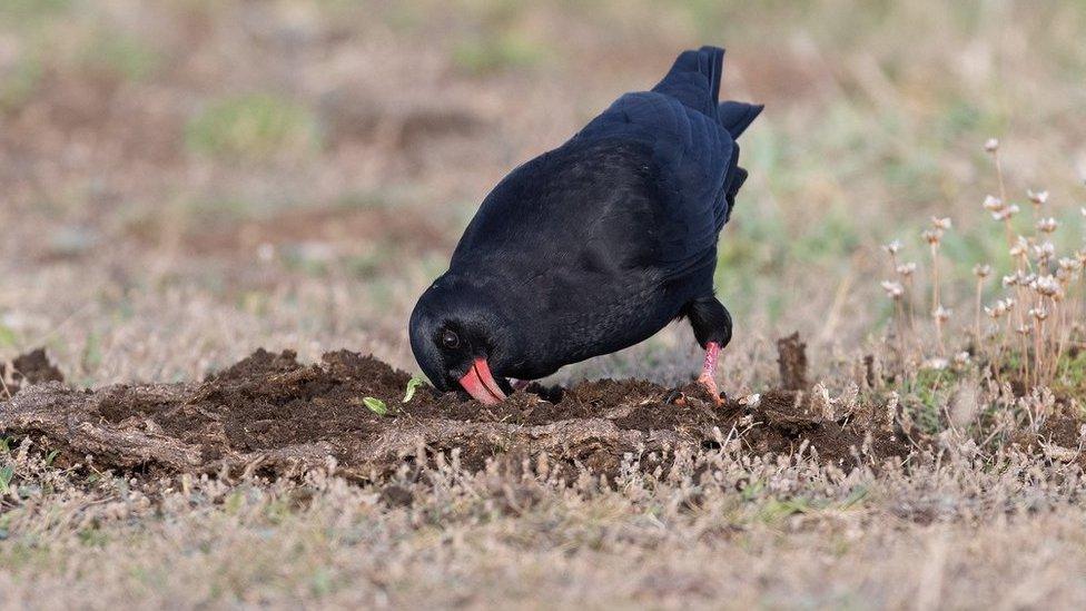 Cornish Chough and cowpat