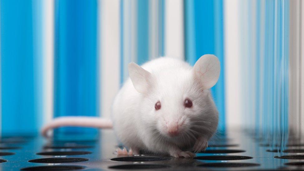 A lab mouse