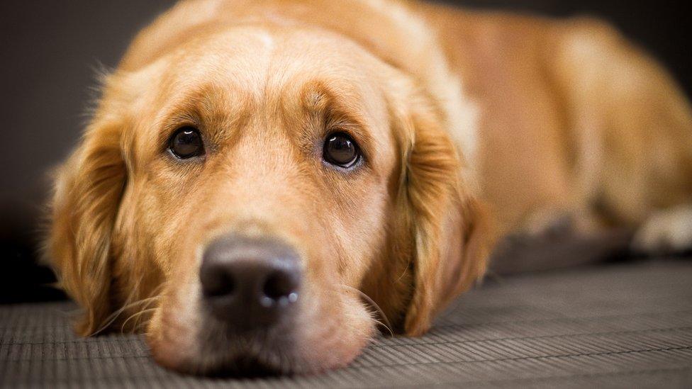 Golden retriever dog