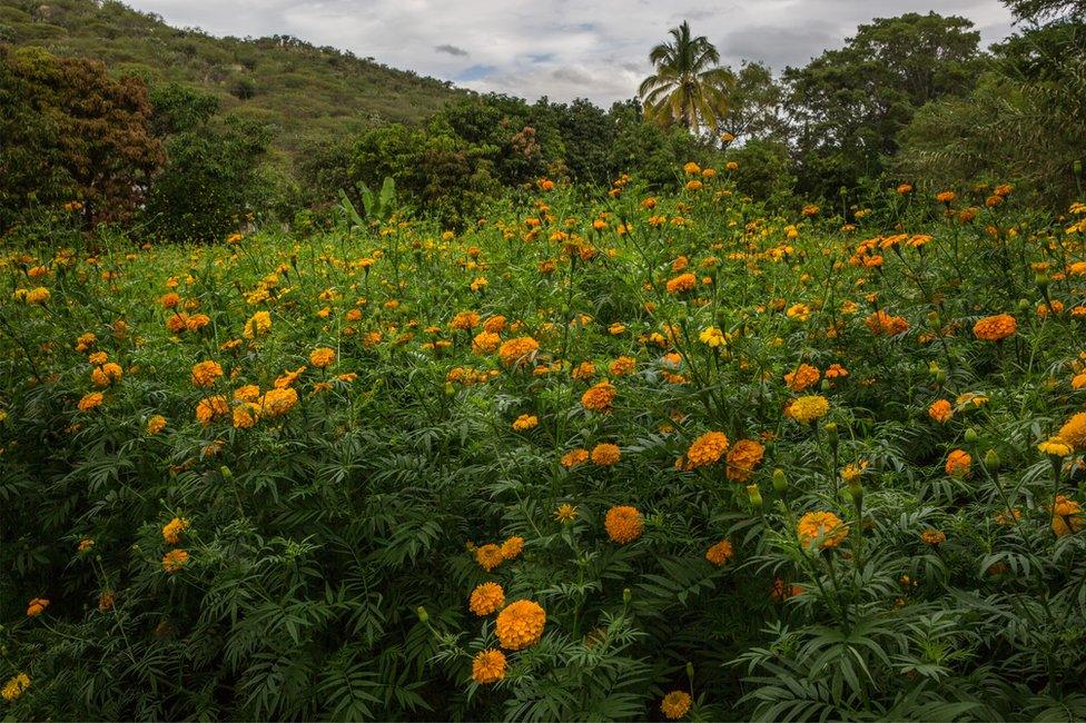 Marigold flowers