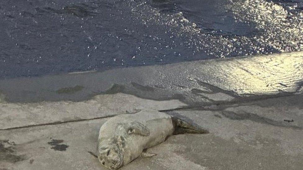 The stranded seal