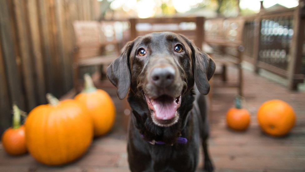 Dog with pumpkins in the background