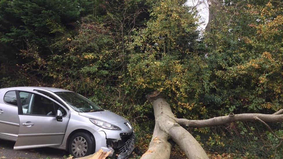 Tree brought down an overhead electricity line on Upper Malone Road, Dunmurry, Belfast.