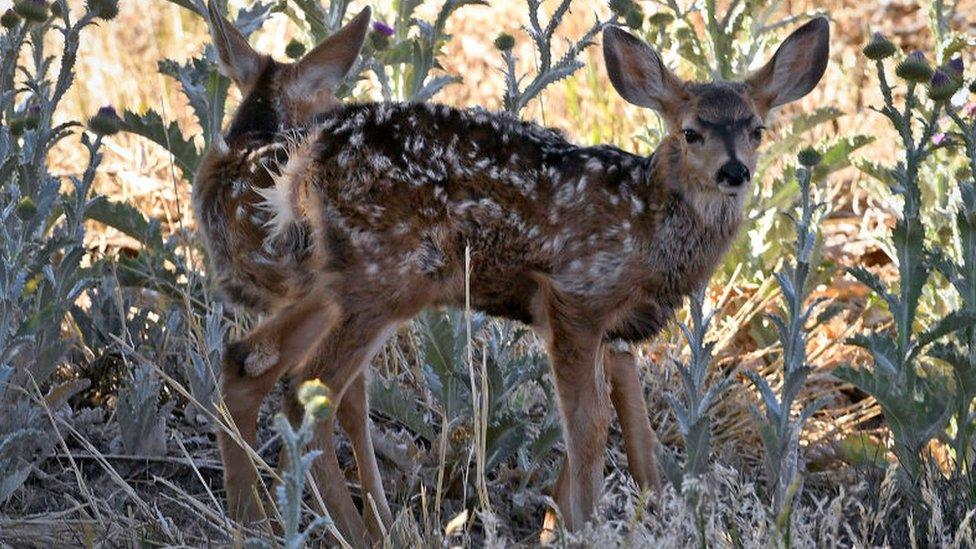 Fawn in Colorado