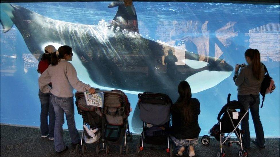 People watch through glass as a killer whale swims by in a display tank at SeaWorld in San Diego on 30 Novembre 2006