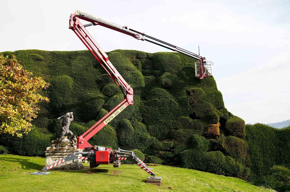 National Trust gardener Dan Bull works from a cherry-picker to trim a section of 14m-high yew hedge at Powis Castle near Welshpool.