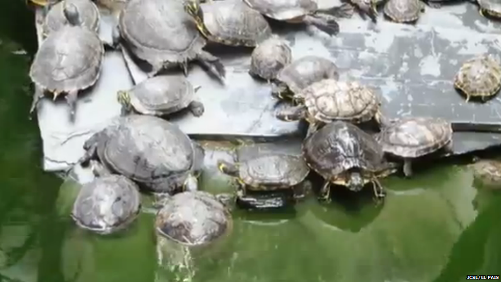 The turtles in their pond