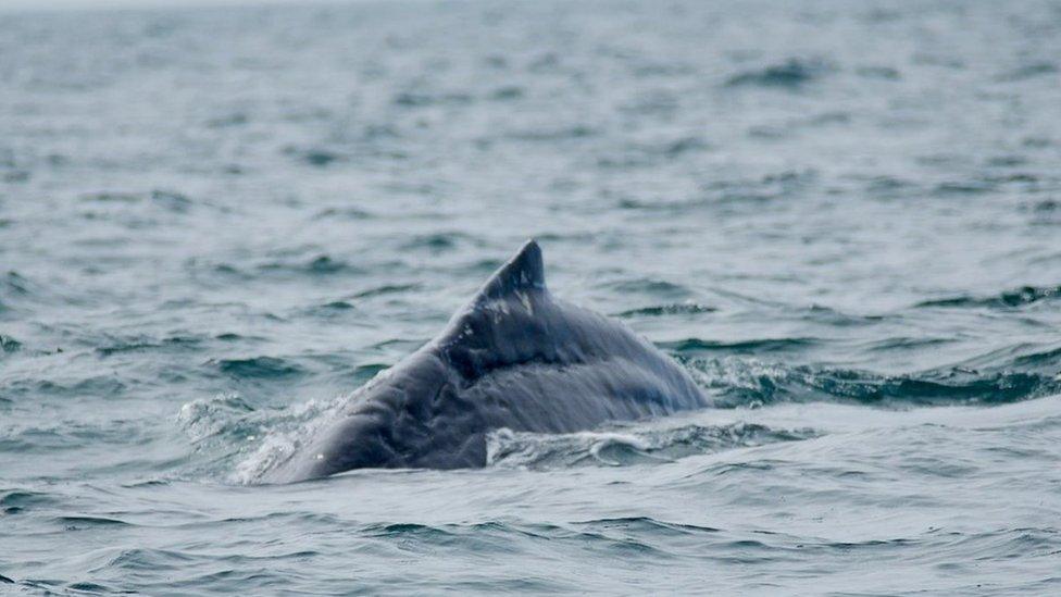 The humpback whale