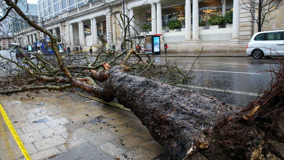 tree-road-storm-ciara.