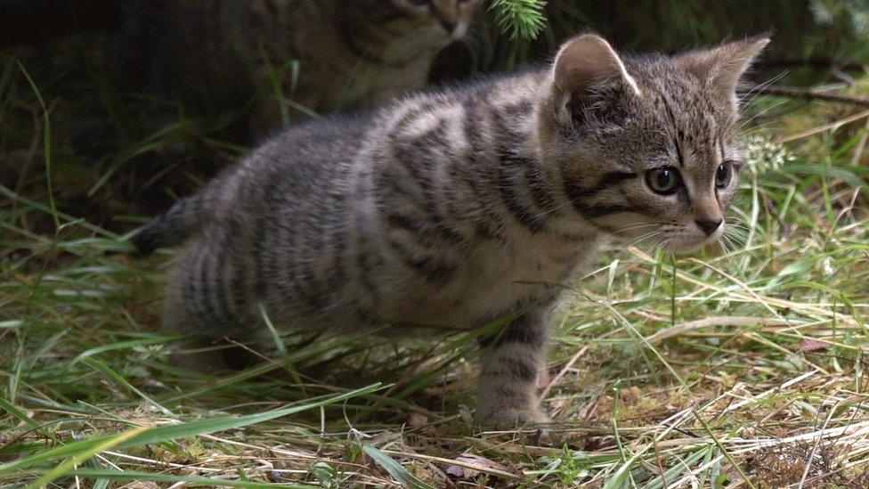 The male Scottish wildcat kitten stretching