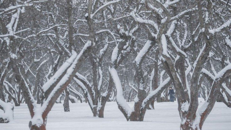 A boy (R, back) skis through apple trees in Kolomenskoye park, a former Royal estate, during light snowfall in Moscow, in Moscow