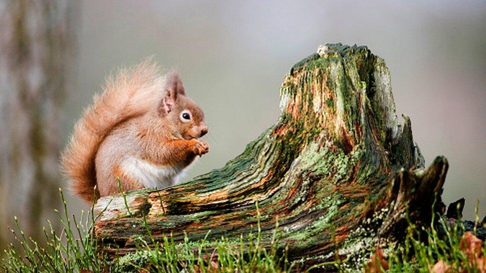 A red squirrel