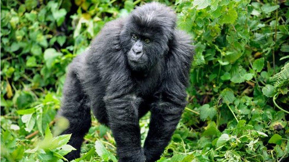 Mountain gorilla