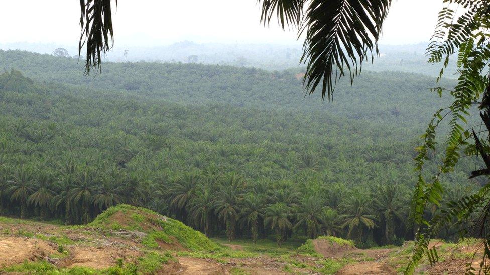 Ulu Segama palm oil plantation