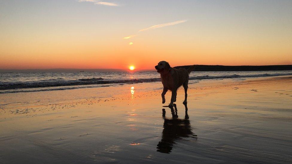 A dog walking on Barry Island beach