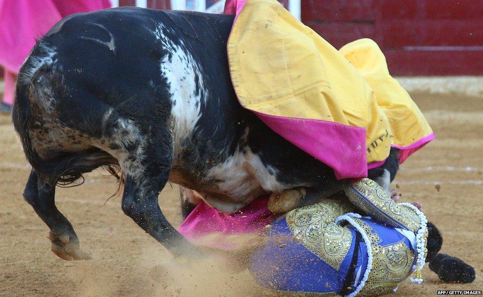 A bull gores Spanish matador Francisco Rivera Ordonez "Paquirri" during the San Lorenzo fair in the northern Spanish town of Huesca on August 10, 2015.