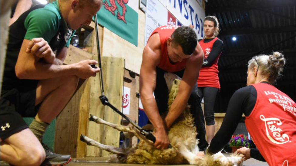 Lloyd Rees shears one of the 902 sheep during his challenge