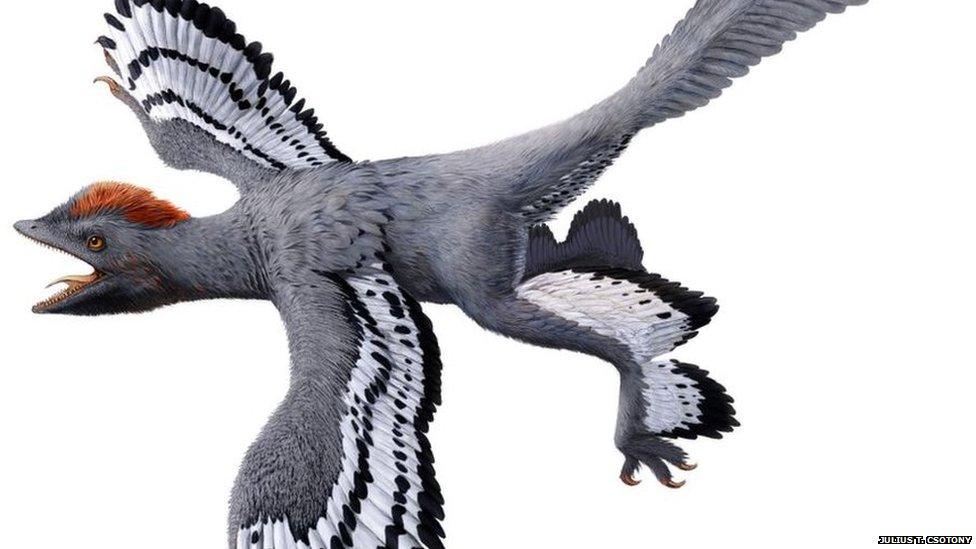 Anchiornis