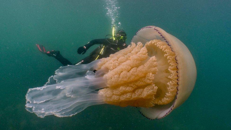 Jellyfish and scuba diver