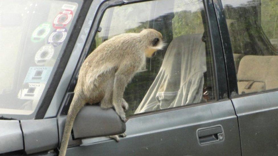 A monkey on a car