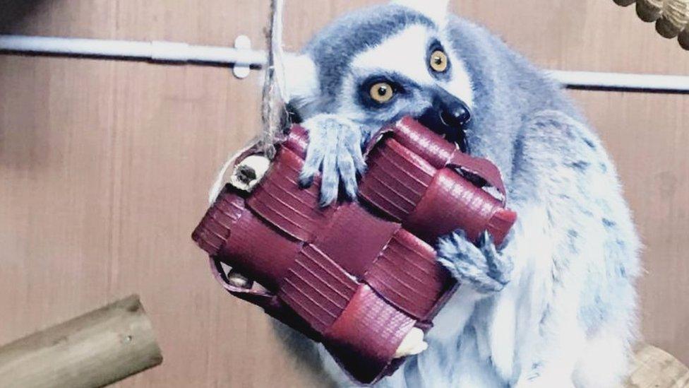 lemur holding fire equipment