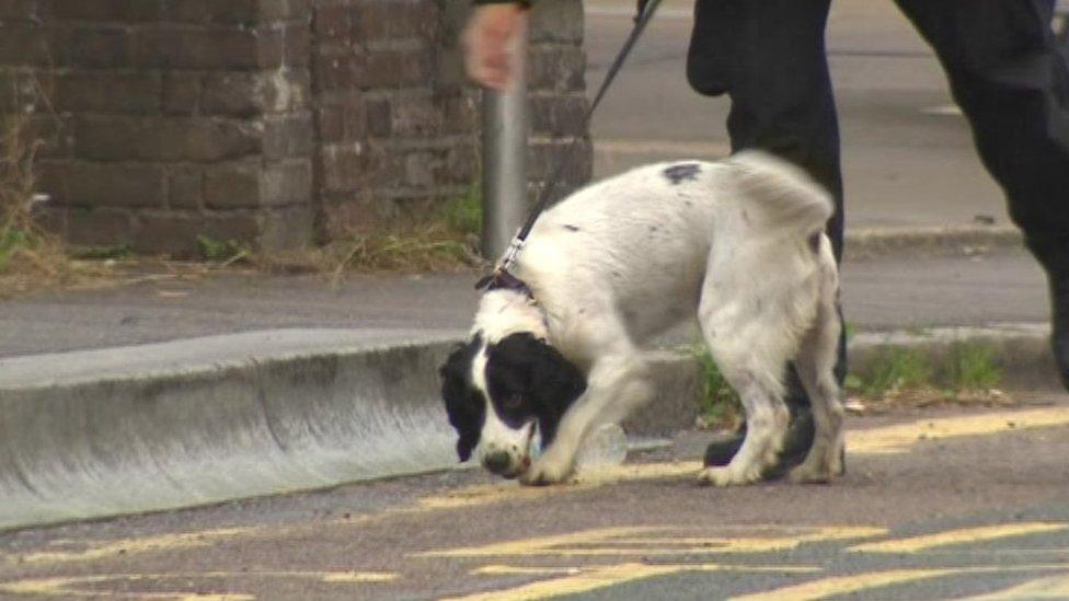 Sniffer dog