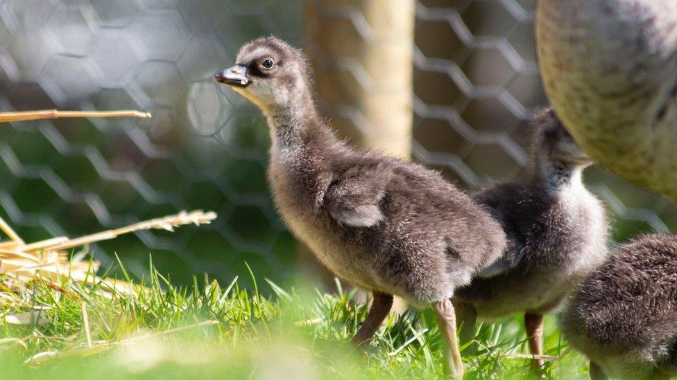 Nēnē gosling