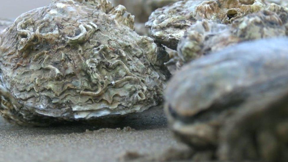 Oysters