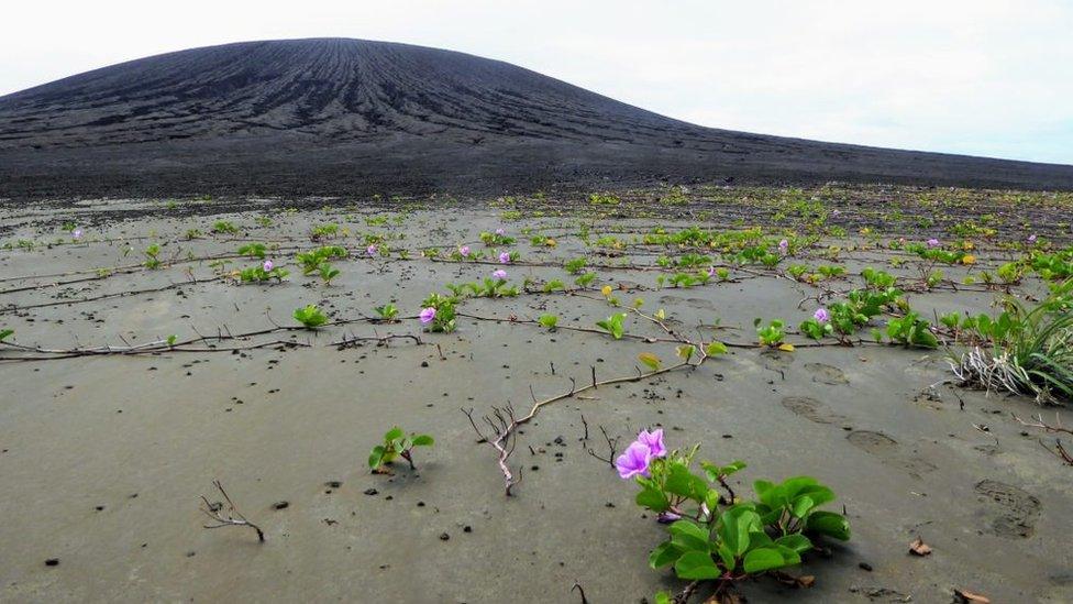 Vegetation taking root on the flat isthmus of Hunga Tonga-Hunga Ha’apai.