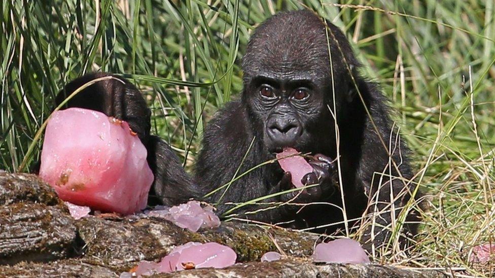 A gorilla