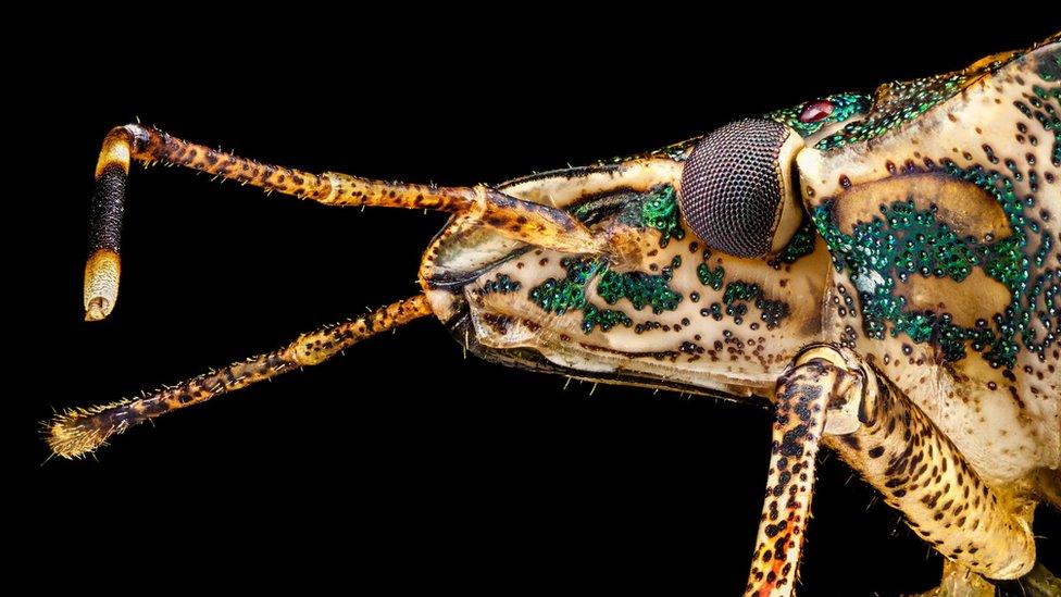 side profile of a stink bug