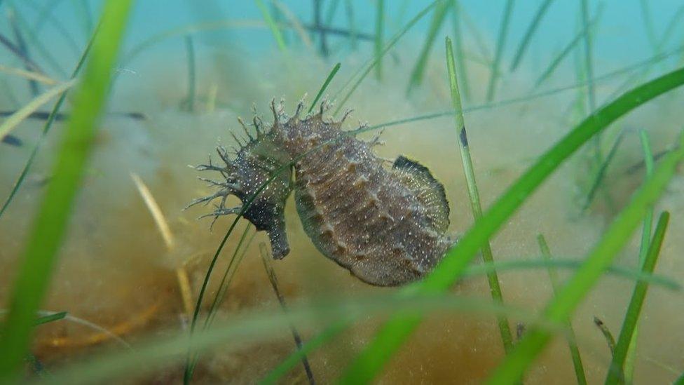 Snailhead the seahorse