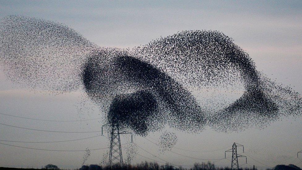 Starlings flying in formation