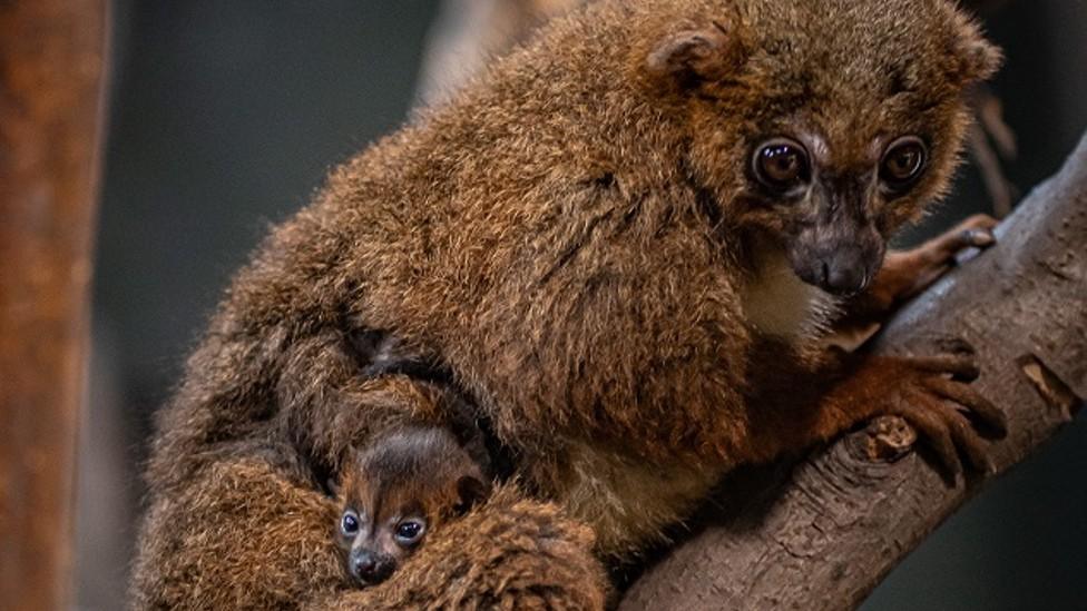 Mother lemur and twin babies