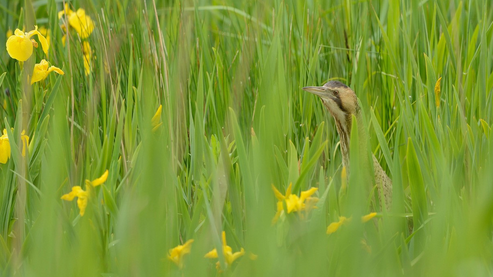 Bittern in reeds