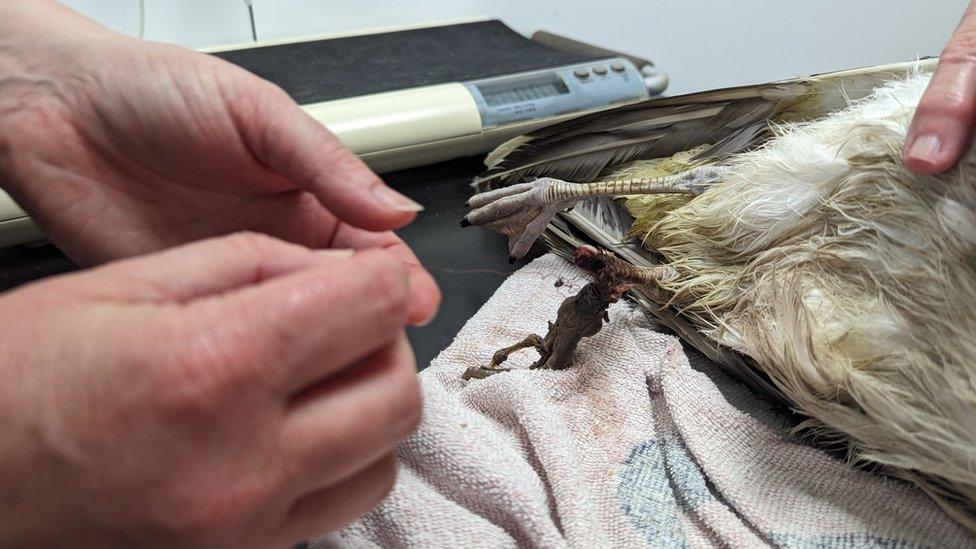 A gull has a fishing line removed in Saltash