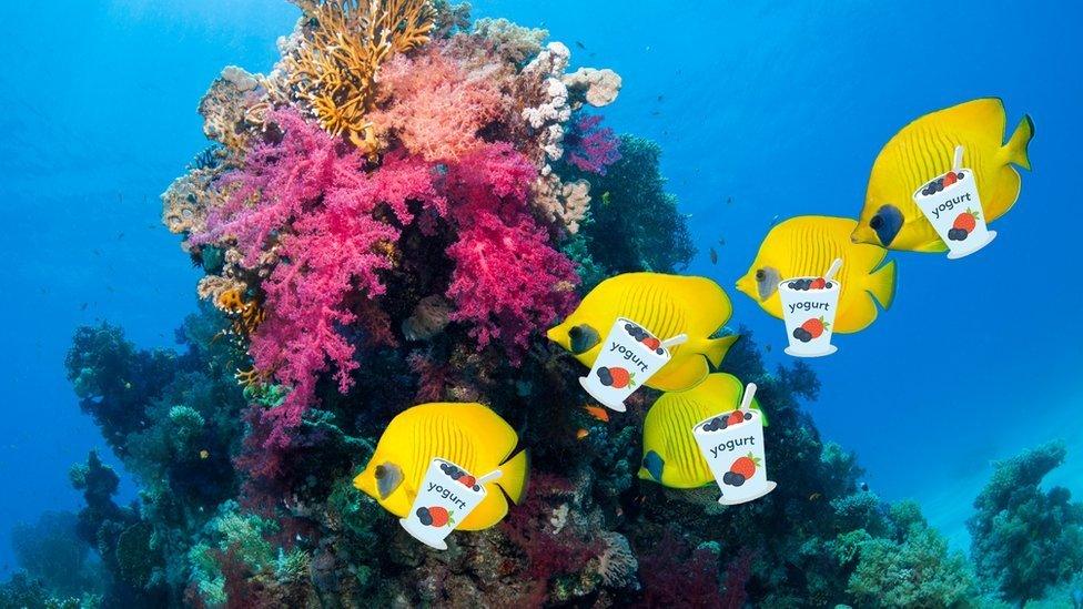 Fish swim next to a coral reef with animated yoghurt