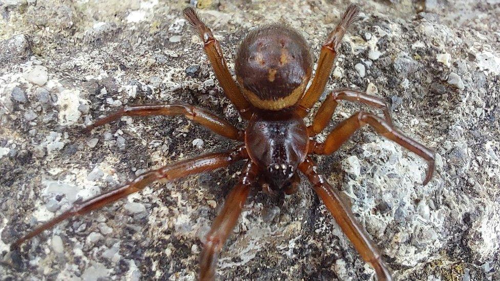 Noble False Widow