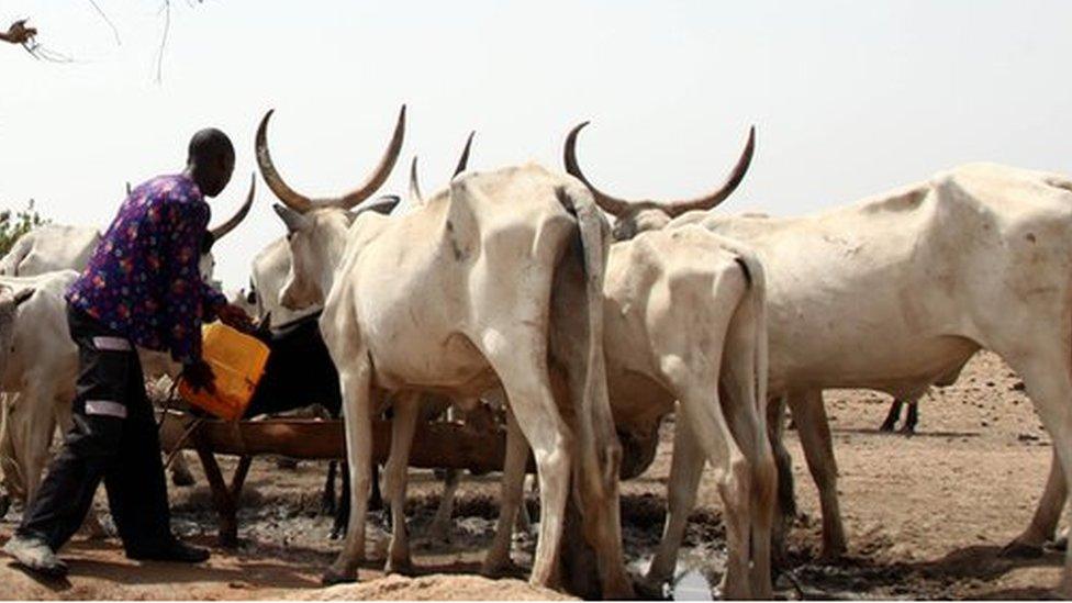 A Fulani herdsman water his cattle on a dusty plain between Malkohi and Yola tow