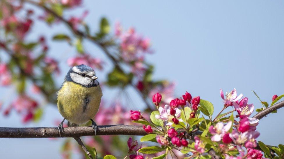 Blue tit on blossom